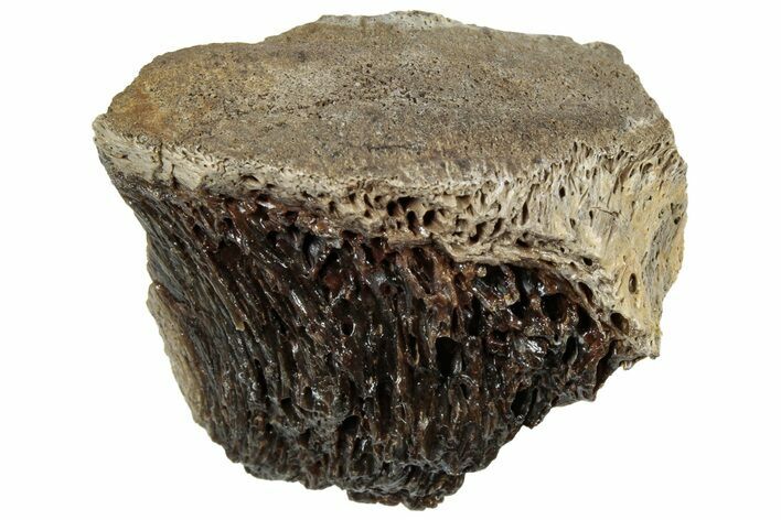 Fossil Tyrannosaur (T rex) Bone Section - Wyoming #309925